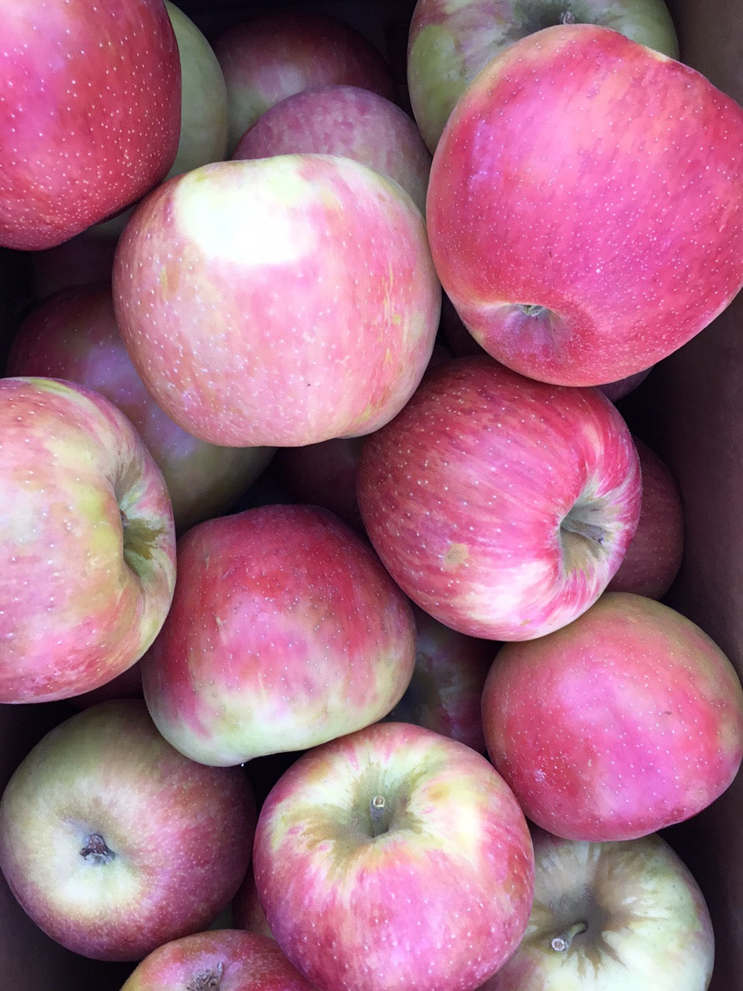 Honeycrisp